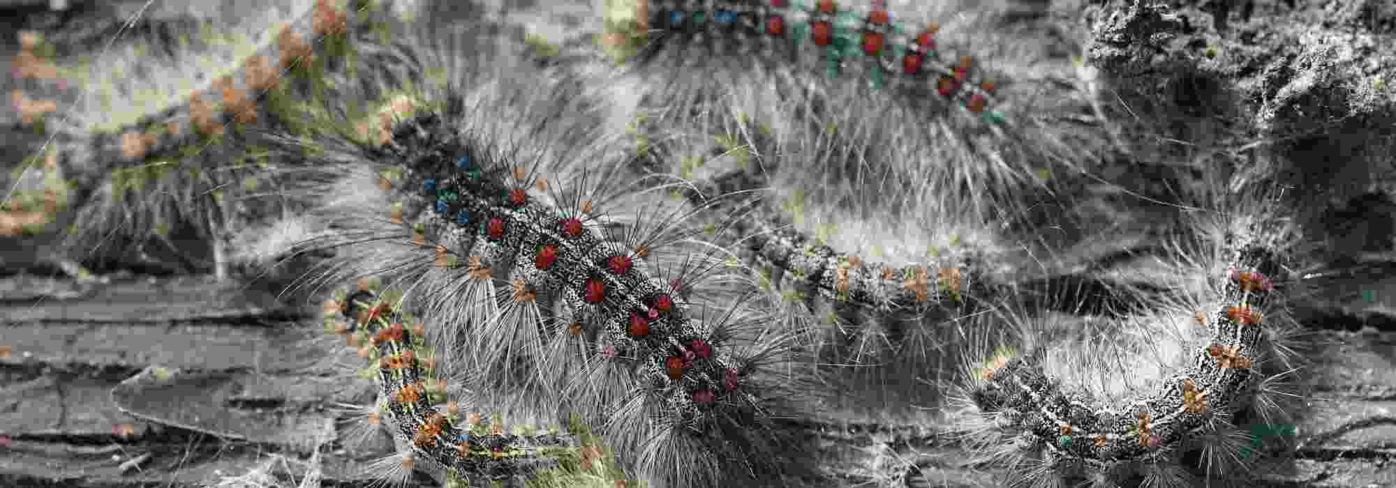 El bombyx, una plaga temible para los árboles