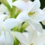 ¡Bulbos para un jardín fragante durante todo el verano!