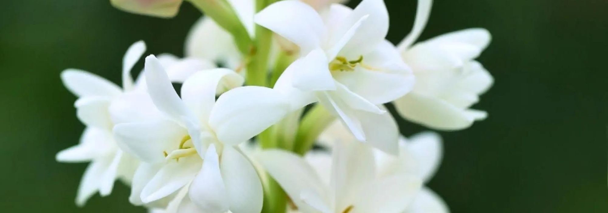 ¡Bulbos para un jardín fragante durante todo el verano!