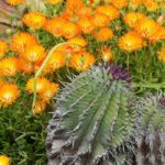 ¿Cuáles son las diferencias entre los cactus y las plantas suculentas?