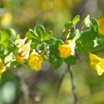Planta invasora: ¿hay que tener miedo de la Capuchina de Chile?