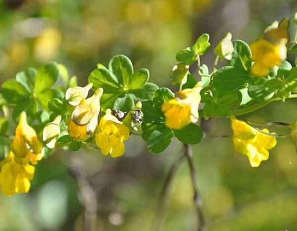 Planta invasora: ¿hay que tener miedo de la Capuchina de Chile?