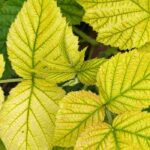 Carencias en las plantas: identificarlas para corregirlas mejor