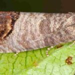 ¿Cómo y cuándo usar las trampas para la Polilla de la manzana?