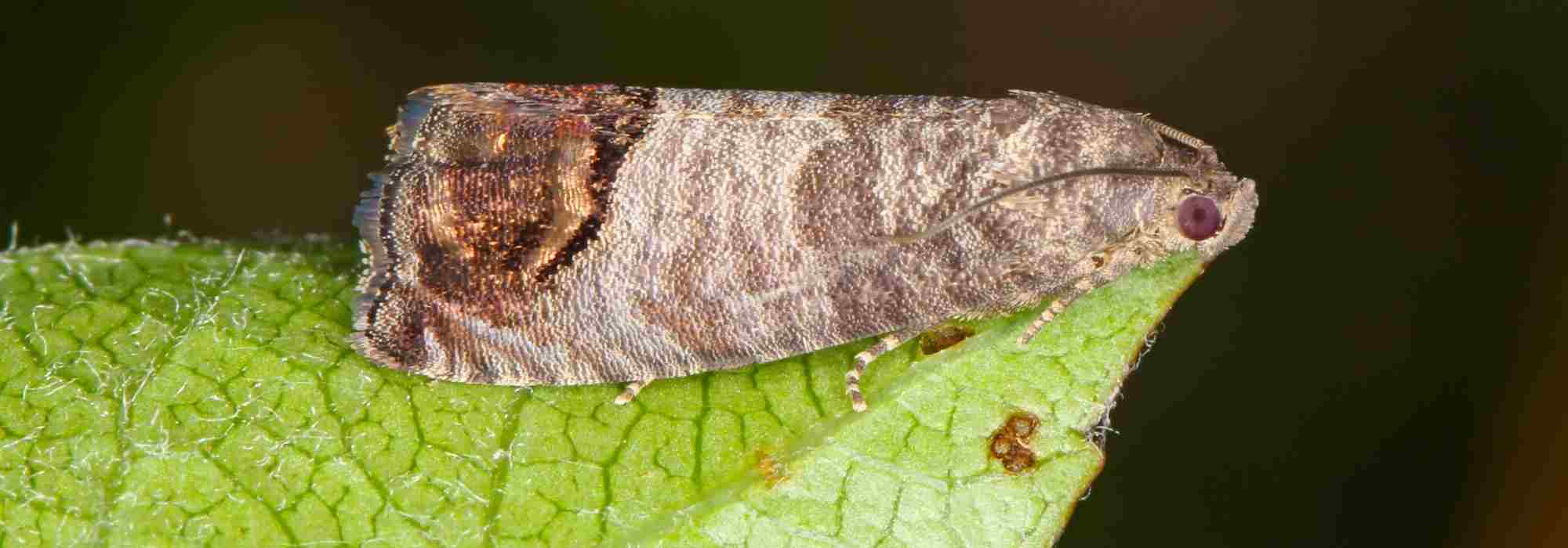 ¿Cómo y cuándo usar las trampas para la Polilla de la manzana?