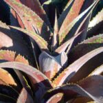 Elegir una mangave para el jardín o en maceta