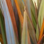Cómo elegir bien un Phormium?