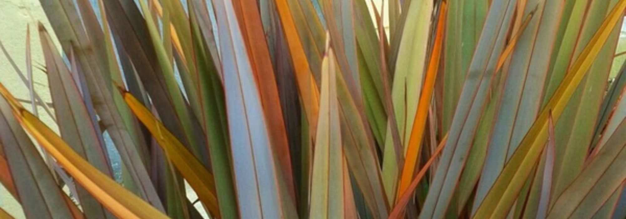 Cómo elegir bien un Phormium?