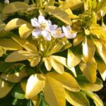 ¿Cuál es el mejor lugar para plantar un Naranjo de Méjico?