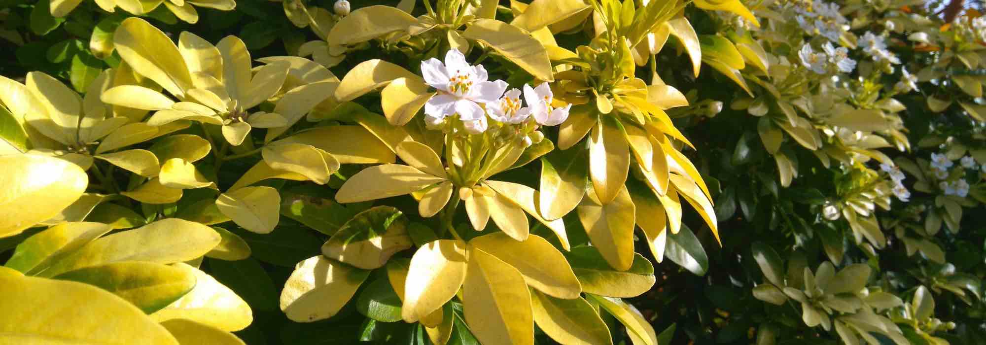 ¿Cuál es el mejor lugar para plantar un Naranjo de Méjico?