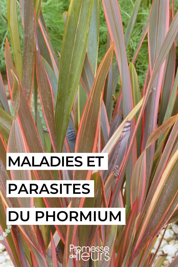 tratamiento de un lino de Nueva Zelanda enfermo