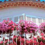 Los fertilizantes para jardinera y maceta: ¿cuándo y cómo usarlos?