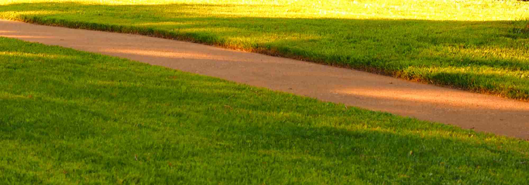 ¿Qué céspedes sembrar en suelo seco?