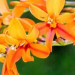 Crocosmias de floración alta: nuestra selección para un jardín majestuoso