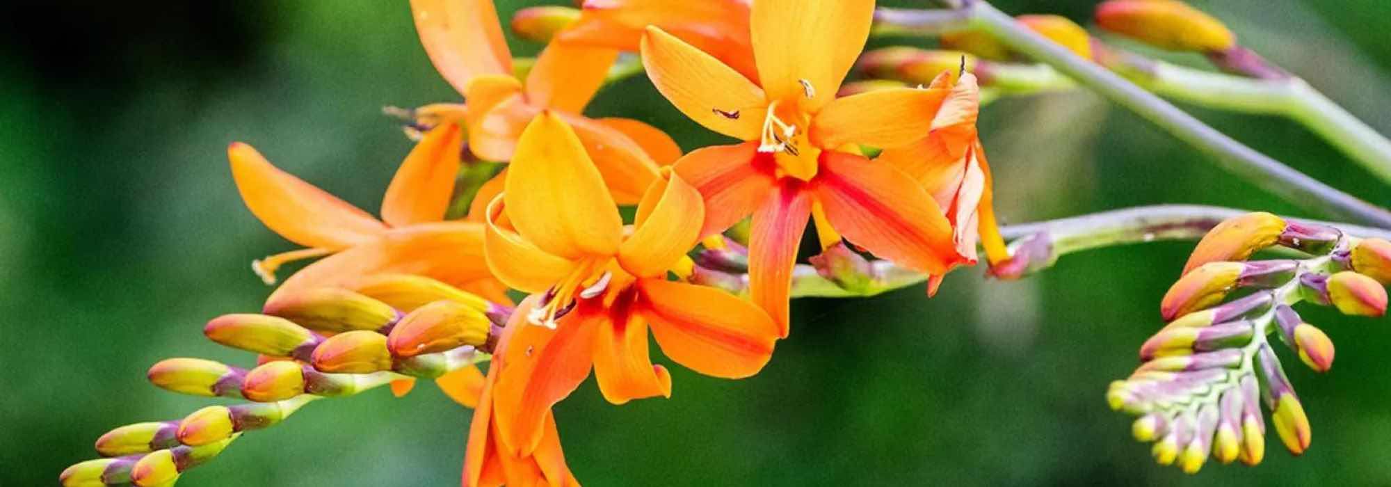 Crocosmias de floración alta: nuestra selección para un jardín majestuoso