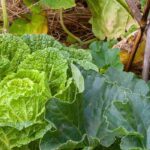 Ventajas e inconvenientes de la permacultura en el jardín