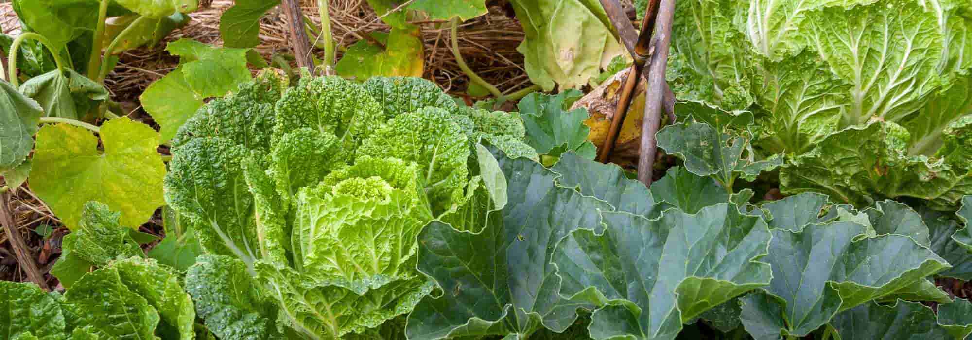 Ventajas e inconvenientes de la permacultura en el jardín