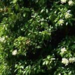Las Hortensias persistentes y Semipersistentes