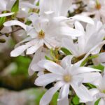 ¿Cuál es el mejor lugar para plantar un magnolio?