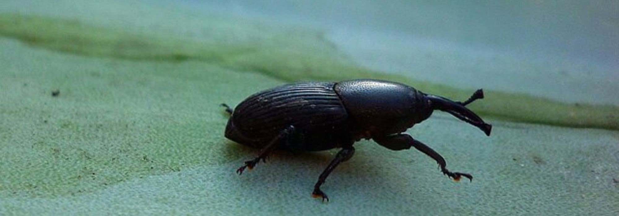 Las enfermedades y parásitos de la *Beschorneria*