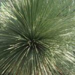 Enfermedades y parásitos del Sotol