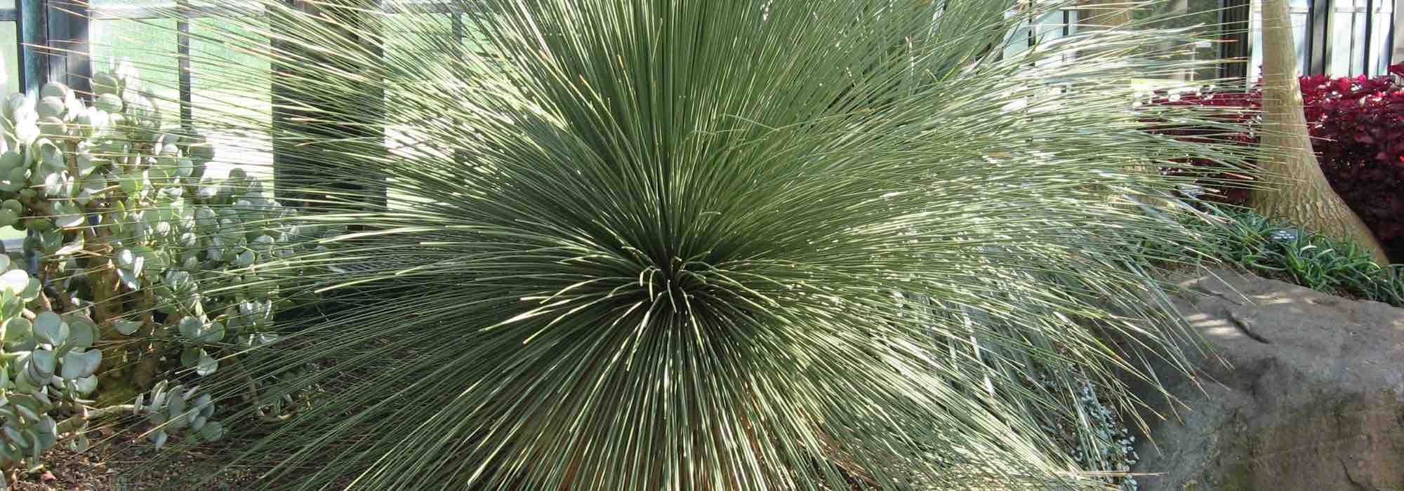 Enfermedades y parásitos del Sotol