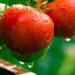 El taladro de la tomate, una plaga que viene del Sur