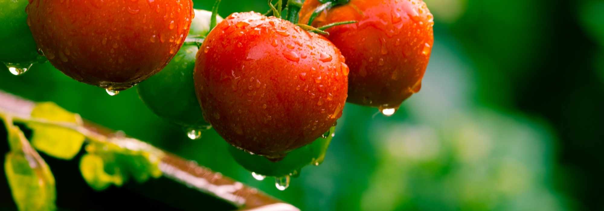 El taladro de la tomate, una plaga que viene del Sur