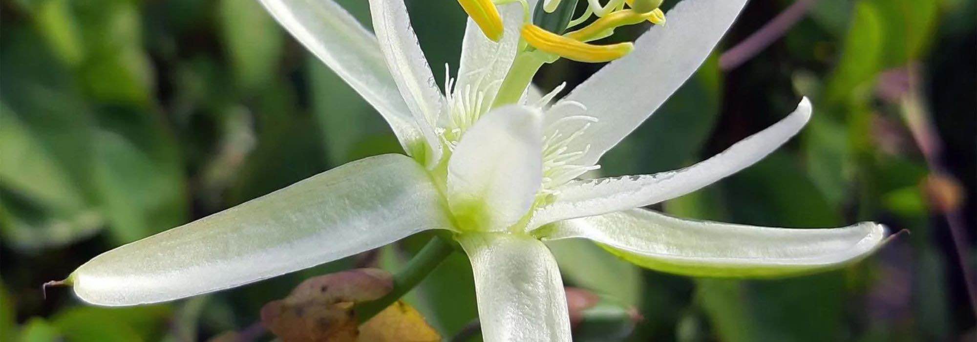 Las pasifloras más bonitas de flores blancas