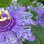 Las pasifloras de flor morada y violeta
