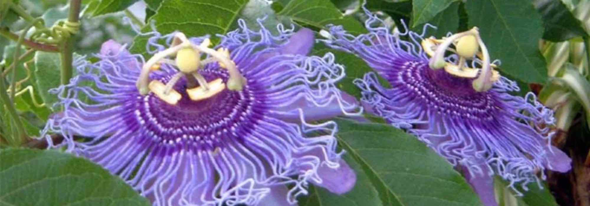 Las pasifloras de flor morada y violeta