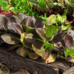 ¿Permacultura y pequeños jardines, es posible?