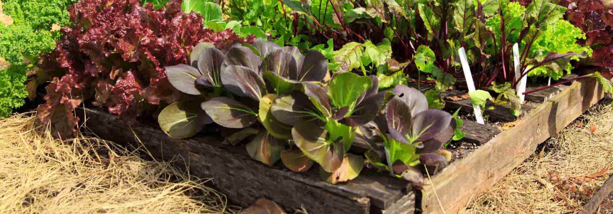 ¿Permacultura y pequeños jardines, es posible?