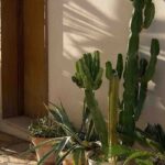 Sacar las plantas de interior en la buena temporada: todos nuestros consejos
