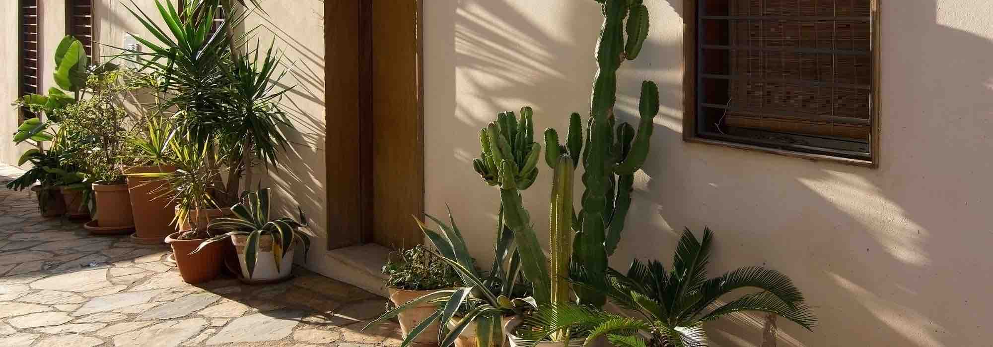 Sacar las plantas de interior en la buena temporada: todos nuestros consejos