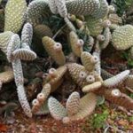 ¿Cómo plantar un Opuntia en terreno abierto?