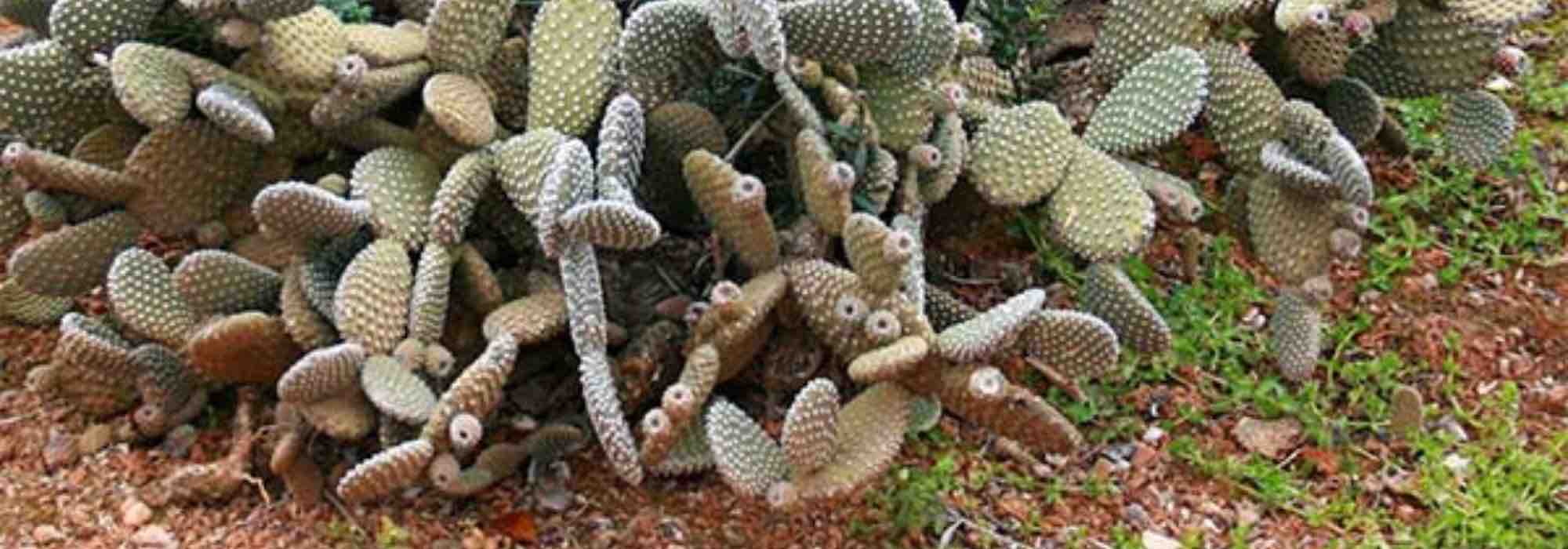 ¿Cómo plantar un Opuntia en terreno abierto?