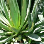 Cultivar un Beschorneria en maceta