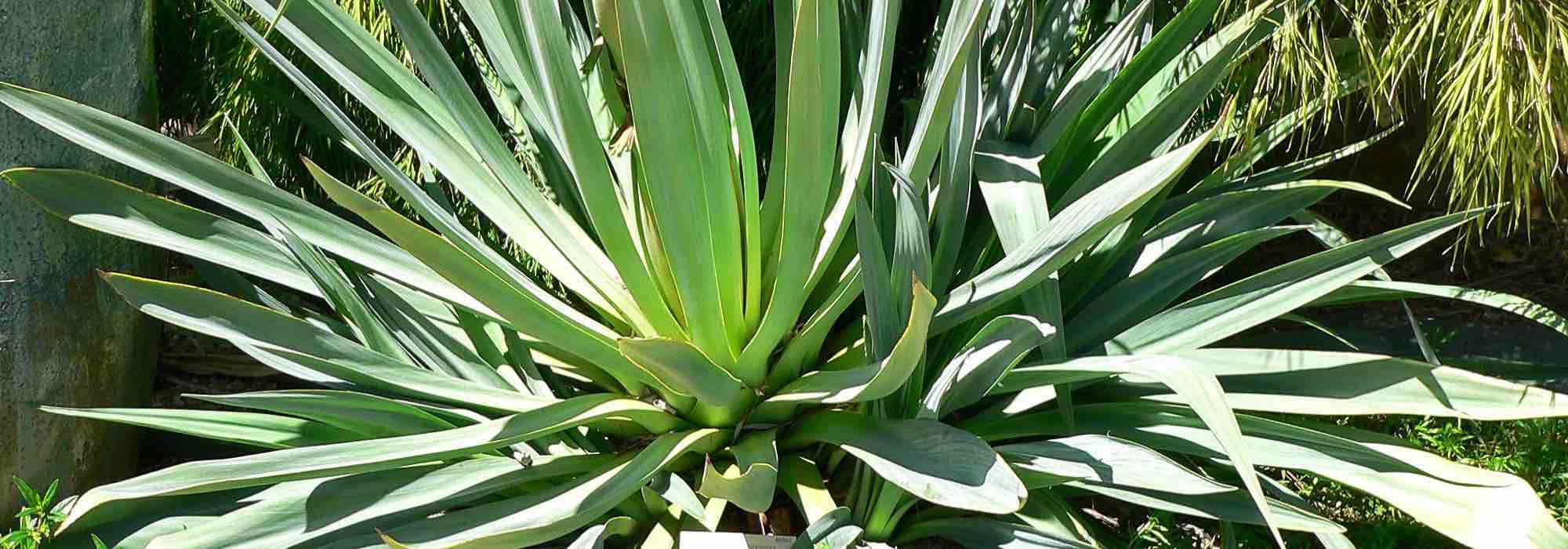 Cultivar un Beschorneria en maceta