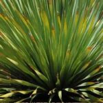 Cultivar un Sotol en maceta