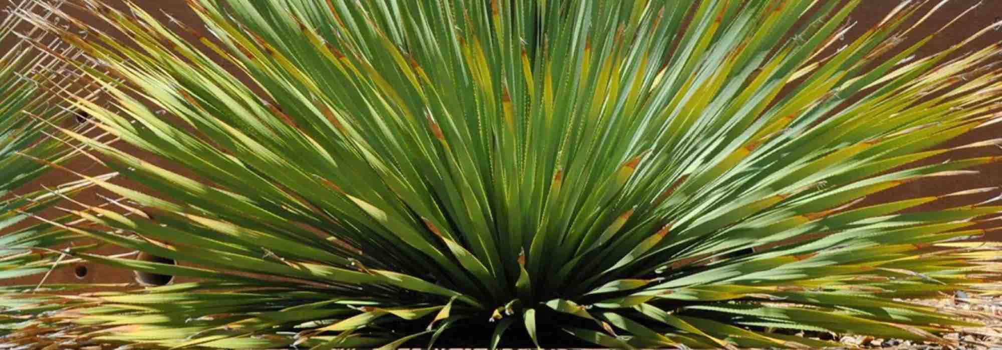 Cultivar un Sotol en maceta