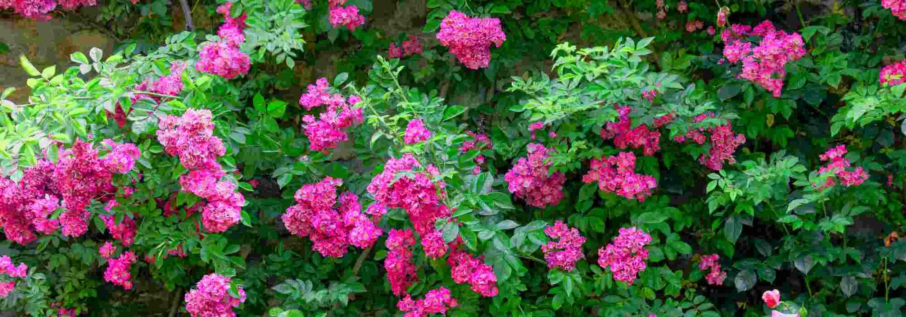 Nuestra selección de rosales trepadores de flores rosas