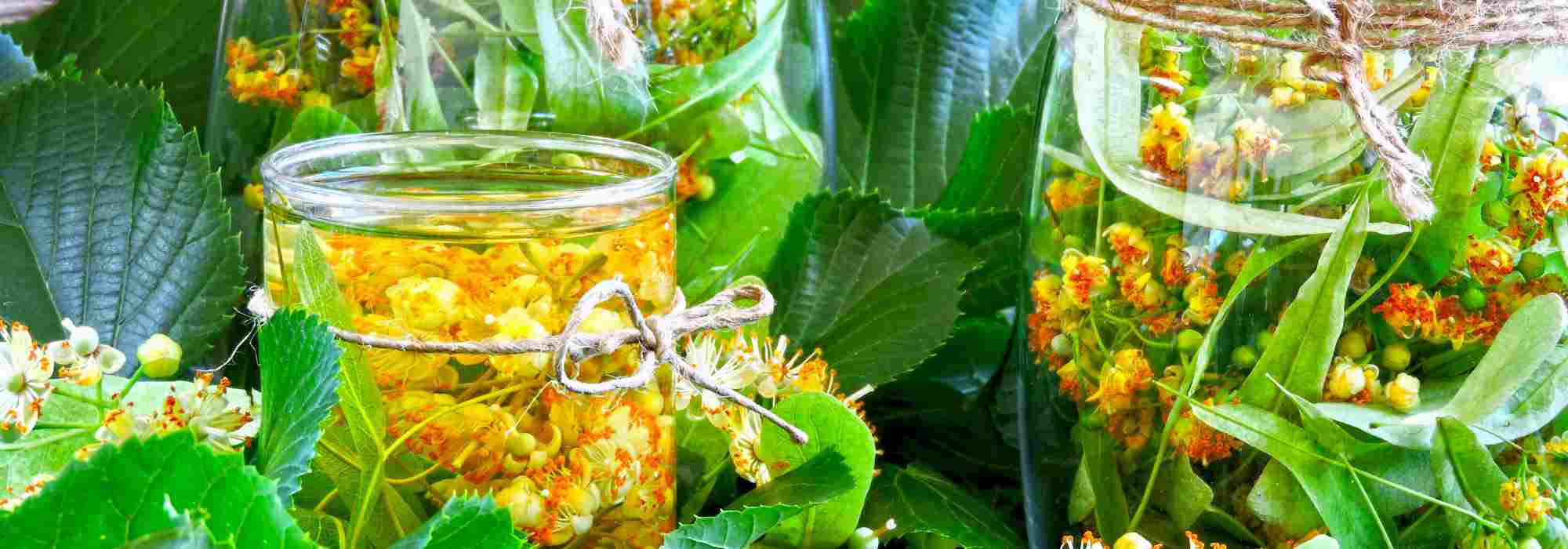 El tilo fresco: un aliado natural para múltiples usos