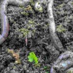 ¿Cómo favorecer la vida del suelo en el jardín?