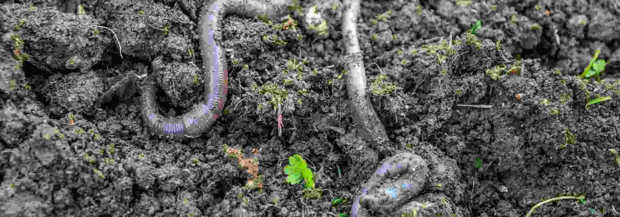 ¿Cómo favorecer la vida del suelo en el jardín?