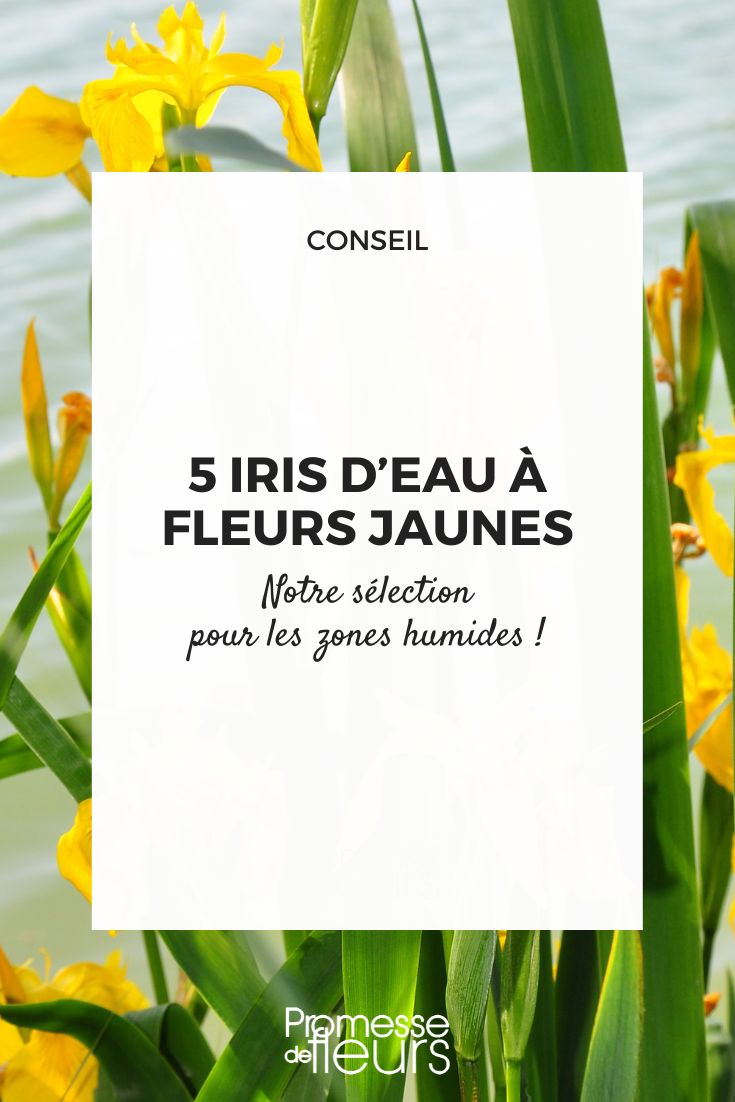 Iris pseudacorus (traducción al español: Lirio amarillo o Lirio de agua)