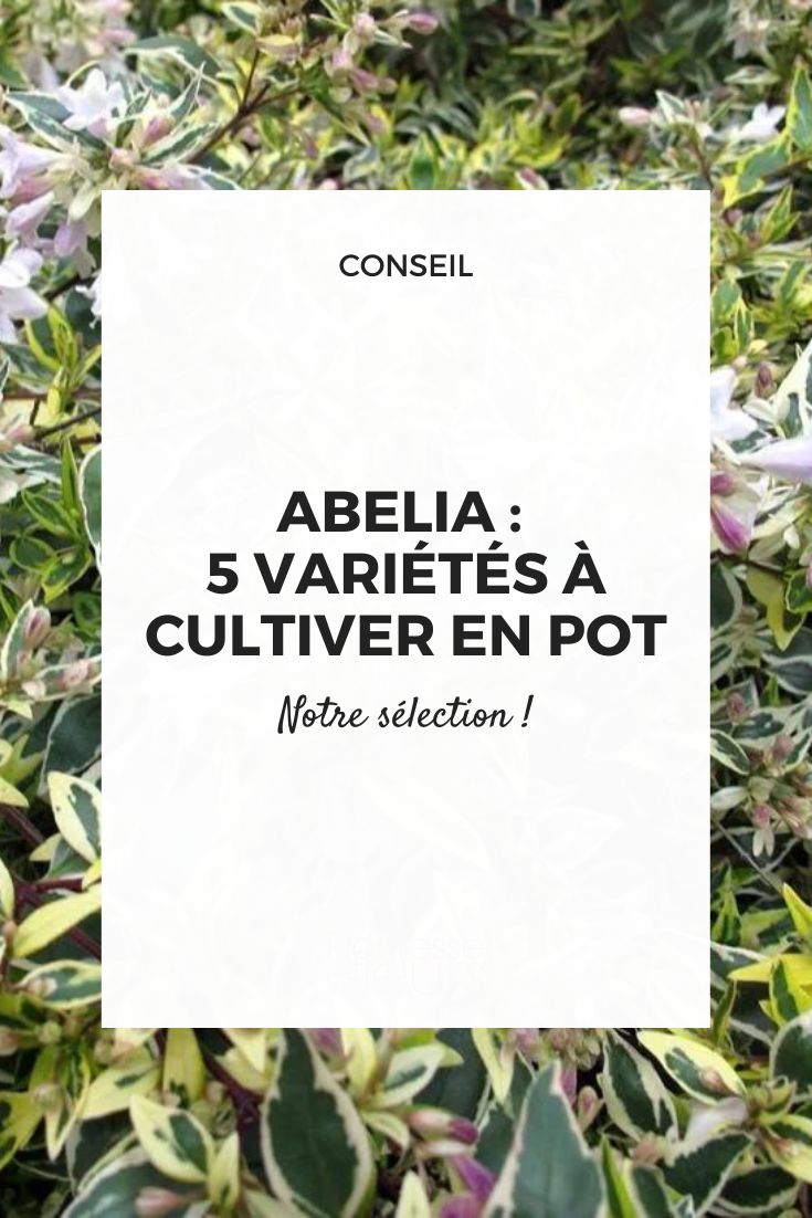 Abelia en maceta