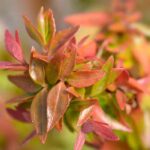 Abelia: 5 variedades para cultivar en maceta