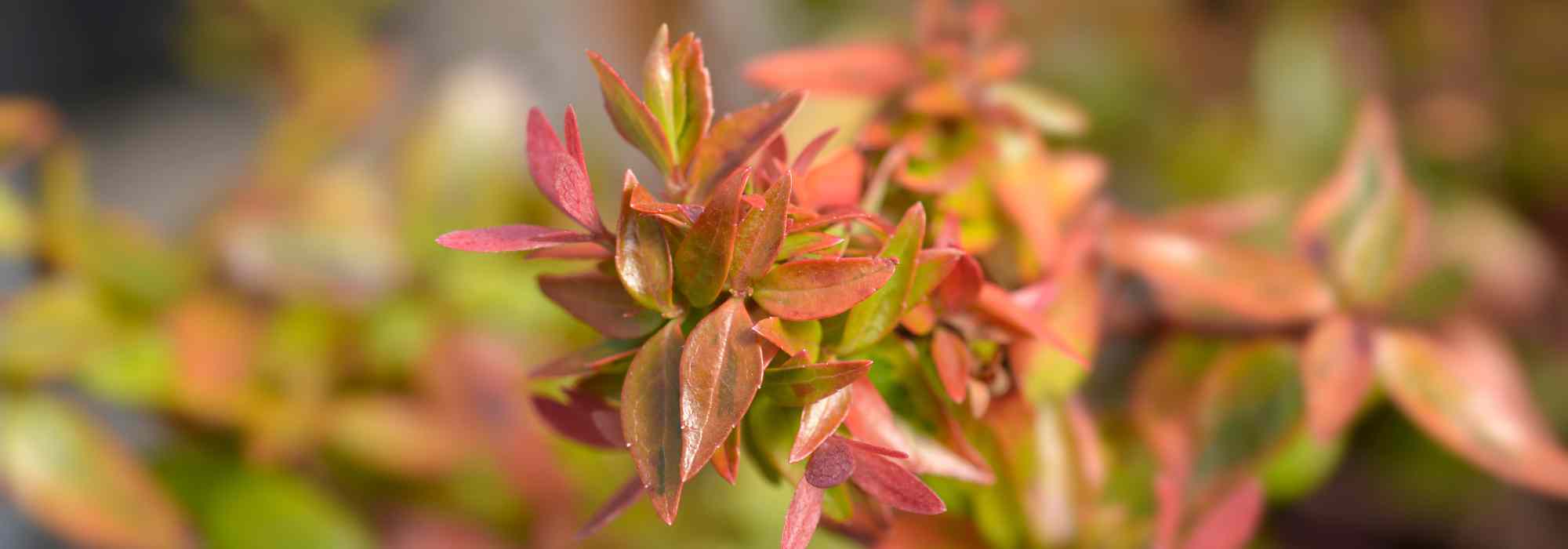 Abelia: 5 variedades para cultivar en maceta