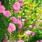 ¿Cómo diseñar un jardín romántico?